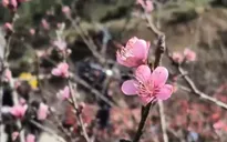 Phiên chợ đào ven đường mang Tết sớm về phố