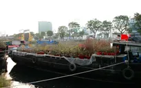 Chợ hoa "Trên bến dưới thuyền" những ngày cuối năm