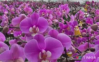 Phú Thọ:  Lan hồ điệp nở rộ, sẵn sàng phục vụ thị trường Tết