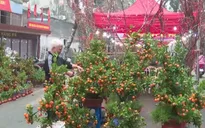 Chợ hoa Hàng Lược - Phiên chợ trăm tuổi giữ hồn Tết giữa lòng phố cổ