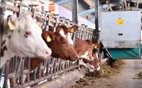 Trung Quốc sắp áp thuế chống trợ cấp đối với một số sản phẩm bơ sữa của EU