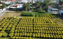 Làng hoa vùng lũ đón năm mới