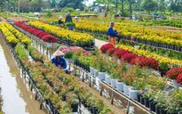 Sắc Tết rực rỡ tại làng hoa Sa Đéc