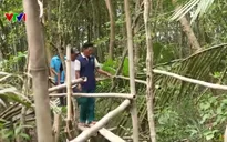 Người đàn ông 30 năm lặng lẽ giữ màu xanh cho rừng Cù Lao Dung