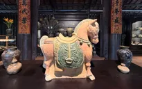 Ngựa Việt - Dáng đứng quê hương trong nhịp thở mùa xuân