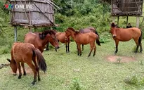 Nỗ lực bảo tồn giống ngựa quý tại cổng trời Mường Lống