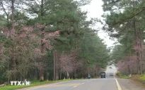 Măng Đen rung chuyển bởi 6 trận động đất liên tiếp từ rạng sáng nay