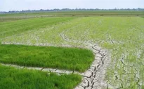 Chủ động ứng phó xâm nhập mặn ở ĐBSCL và hạn hán, cháy rừng ở khu vực Nam Trung Bộ và Đông Nam Bộ