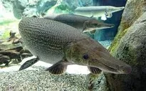 Thanh Hóa: 11 người nhập viện nghi ngộ độc sau khi ăn cá sấu hoả tiễn