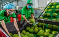 Xuất khẩu rau quả sang EU tăng gấp 3 lần sau 5 năm