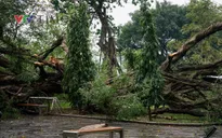 Cây xanh gãy đổ khiến 2 người bị thương ở Hà Nội