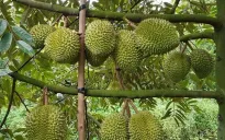 Giá sầu riêng sau Tết tăng vọt vì khan hàng