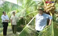 Triển khai nhiều giải pháp bảo vệ vườn cây ăn trái trước xâm nhập mặn