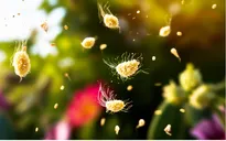 Phòng ngừa dị ứng phấn hoa mùa thời điểm giao mùa