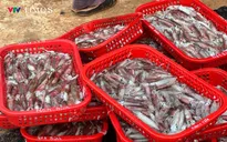 Ngư dân phấn khởi khi trúng lộc biển đầu năm