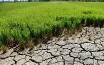 Ngành nông nghiệp Cần Thơ cấp bách ứng phó diễn biến phức tạp của hạn mặn