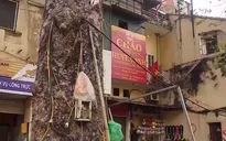 Hà Nội đề xuất cấm đóng đinh, treo quảng cáo, giăng đèn lên cây xanh