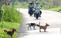 Hiểm họa tai nạn giao thông từ chó thả rông