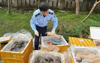 Phát hiện xe tải chở hơn 2.600 kg nội tạng động vật không rõ nguồn gốc