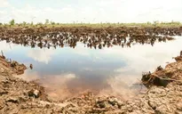 Dự báo triều cường gây xâm nhập mặn trên diện rộng từ ngày 21/3