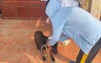 Nắng nóng và nguy cơ phơi nhiễm bệnh dại