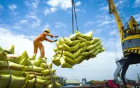 Xuất khẩu gạo: Chủ động thích ứng, giảm rủi ro thị trường