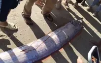 Cá mái chèo dài gần 4m trôi dạt vào vùng ven biển Lâm Đồng