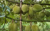 Sầu riêng trái vụ trúng giá, nhà vườn thắng lớn