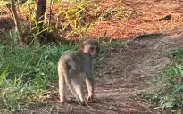 Giải cứu khỉ vàng quý hiếm lạc vào nhà dân ở Lâm Đồng