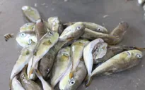 Cảnh báo ngộ độc cá nóc sau 3 ca nhập viện liên tiếp