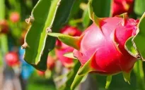 Thanh long xuất khẩu sang EU: Kiểm soát 30%, không phải 50% như đồn đoán