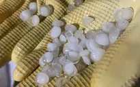 Dông mạnh kèm mưa đá nhiều nơi ở miền Bắc: Cây đổ, nhà tốc mái, 1 người bị thương