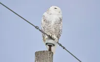 40 loài động vật di cư được Liên hợp quốc bổ sung vào danh sách bảo vệ quốc tế