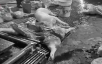 300 tấn thịt bẩn lọt lưới: Trách nhiệm thuộc về ai?