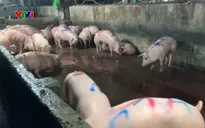 Vụ gần 300 tấn thịt lợn bệnh vào trường học: Lỗ hổng trong giám sát, kiểm dịch