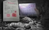 Không kiểm định vẫn có giấy, lợn bệnh đi qua nhiều khâu kiểm soát như thế nào?