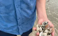 Quảng Ninh phát hiện ký sinh trùng nguy hiểm gây chết 95% diện tích nuôi ngao