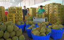 Xuất khẩu sầu riêng sang Trung Quốc tăng gần 400%