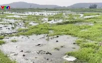 Đắk Lắk: Hàng trăm hecta ruộng bỏ hoang vì nhiễm mặn sau lũ