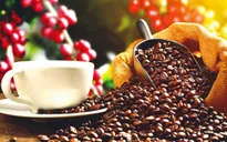 Thúc đẩy liên kết chế biến sâu, nâng giá trị cho cà phê Việt