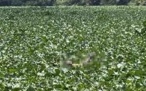 Tìm thấy thi thể hai trẻ em đuối nước trên sông Vàm Cỏ Tây sau 2 ngày mất tích