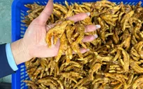 Quảng Ninh: 66 trường hợp vi phạm an toàn thực phẩm bị phát hiện trong 1 tháng