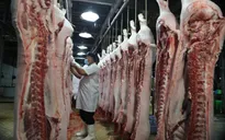 Tiến tới xóa bỏ gần 25.000 cơ sở giết mổ gia súc, gia cầm nhỏ lẻ