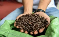 Giá cà phê giảm mạnh phiên thứ ba liên tiếp