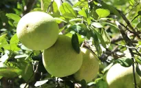 Australia công bố điều kiện nhập khẩu bưởi tươi Việt Nam