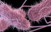 Xác định tác nhân vụ ngộ độc tại Trường Tiểu học Bình Quới Tây