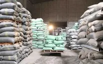 Đấu thầu mua nhập kho dự trữ quốc gia 300.000 tấn gạo