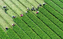 Đơn giản hóa thủ tục lĩnh vực nông nghiệp và môi trường