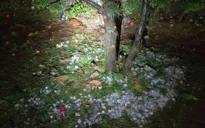 Khẩn trương hỗ trợ nhân dân khắc phục hậu quả mưa đá và giông lốc tại Lào Cai 