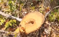 Không chỉ rừng già, rừng tái sinh cũng bị khai thác trái phép ở phía Tây Gia Lai